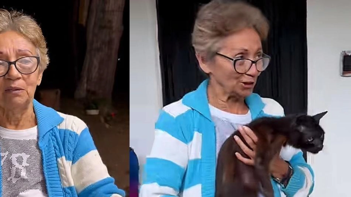 Doña Amparo busca apoyo para alimentar a sus 50 gatos rescatados en Cali: ‘Las ayudas han mermado bastante’