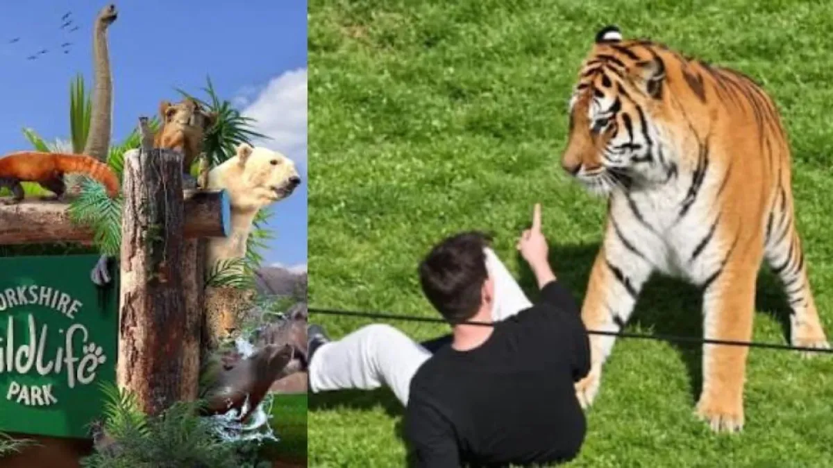 ‘¡Alto, alto, alto!’: las palabras del hombre que murió tras ser atacado por un tigre en un zoológico de Inglaterra