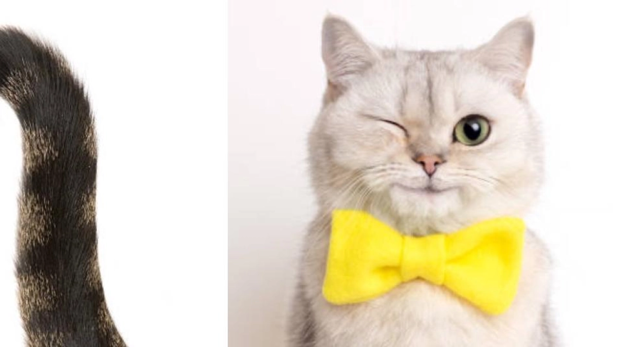 ¿Qué significa que su gato se le acerque con la cola en signo de pregunta? Esta es la señal que debe observar antes de acariciarlo