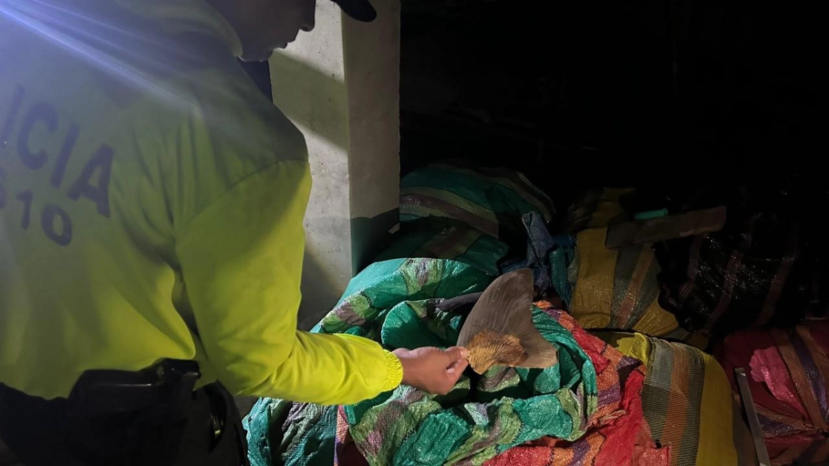 Incautan más de 4.200 aletas de tiburón en Tumaco: iban a ser comercializadas en mercados asiáticos