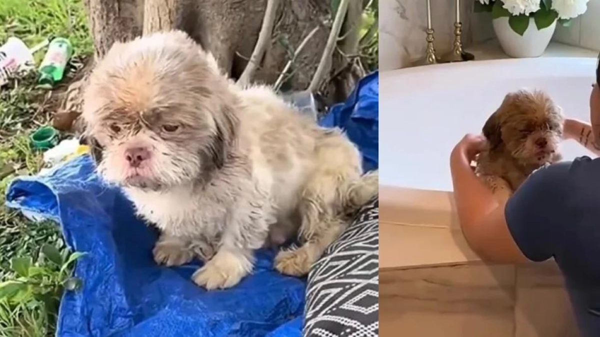 Perrito fue abandonado con sus pertenencias en pleno parque: lo que pasó después conmovió a miles