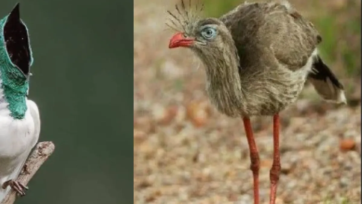 Científicos identifican dos aves con cantos que superan los 120 decibelios: su sonido puede compararse con el de una motosierra