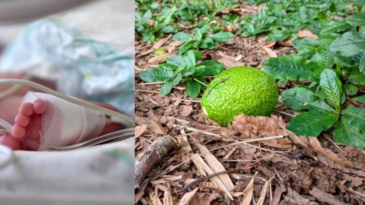 Habló la mamá del bebé de 12 días que murió tras recibir un golpe de un aguacate en Argentina: ‘Vinieron a escondidas a podar el árbol’
