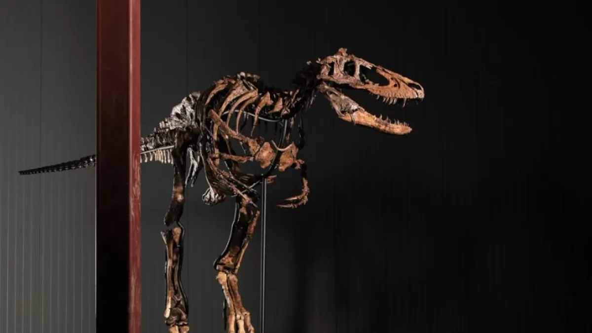 Subastan esqueleto de dinosaurio Nanotyrannus por 47,3 millones de dólares: es el segundo fósil más caro de la historia