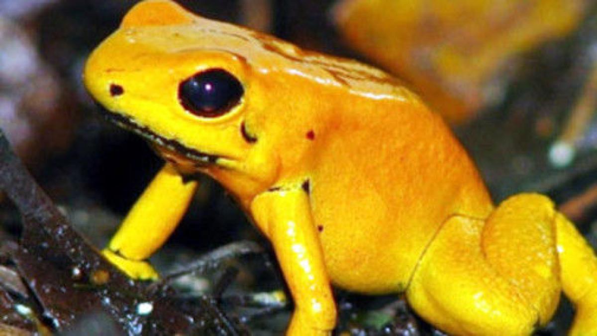 Tráfico de ranas doradas en Colombia