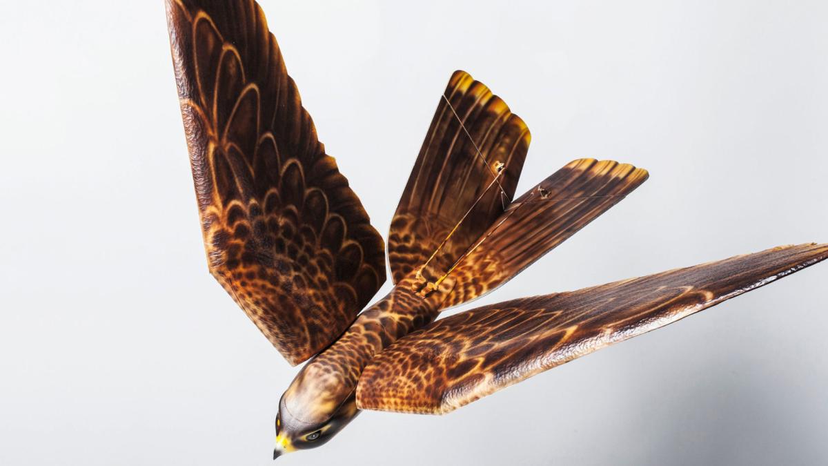 El robot halcón para espantar aves de aeropuertos