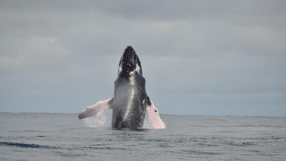 Qué hacer en Bahía Solano: paraíso de ballenas, selva y playa