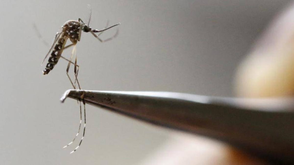 El intenso fenómeno de El Niño podría disparar casos de dengue en el Caribe colombiano: expertos alertan mayor reproducción del mosquito transmisor