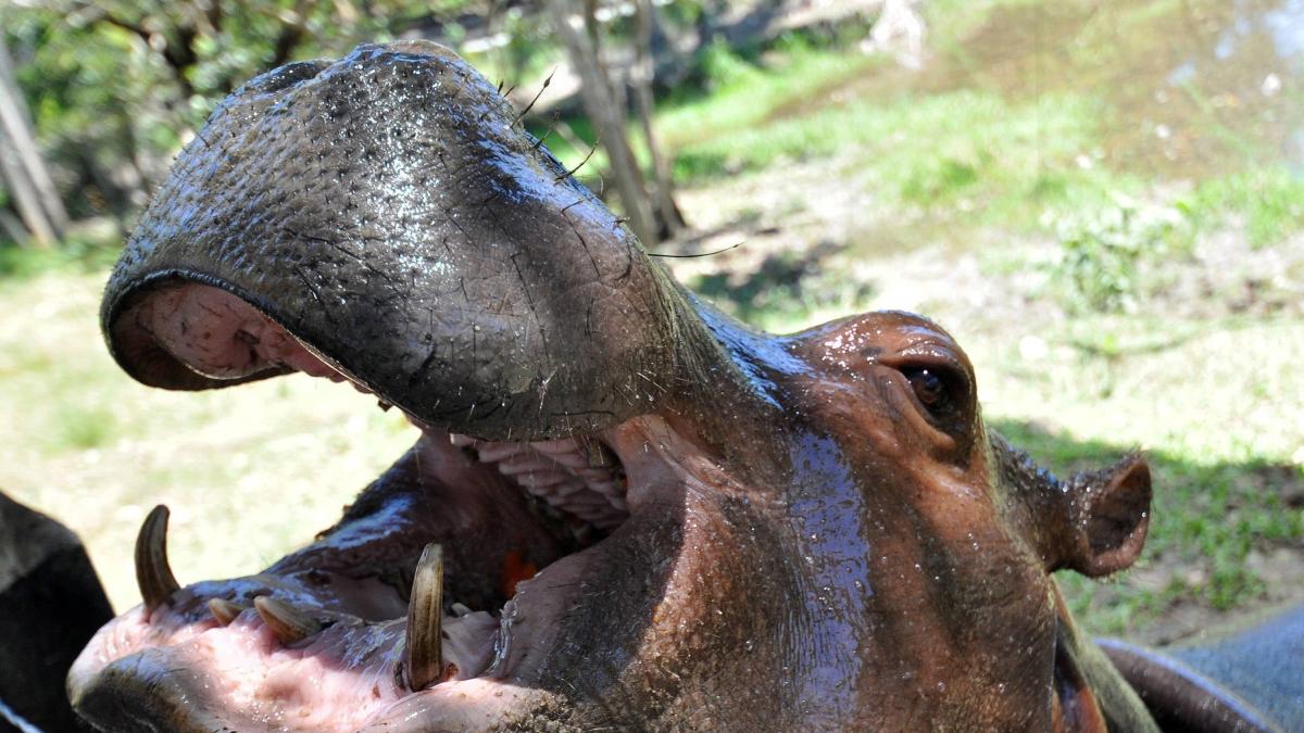 HIPÓPOTAMO EN LA CIUDAD: ¿QUE ESTÁ PASANDO EN BARRANCABERMEJA?