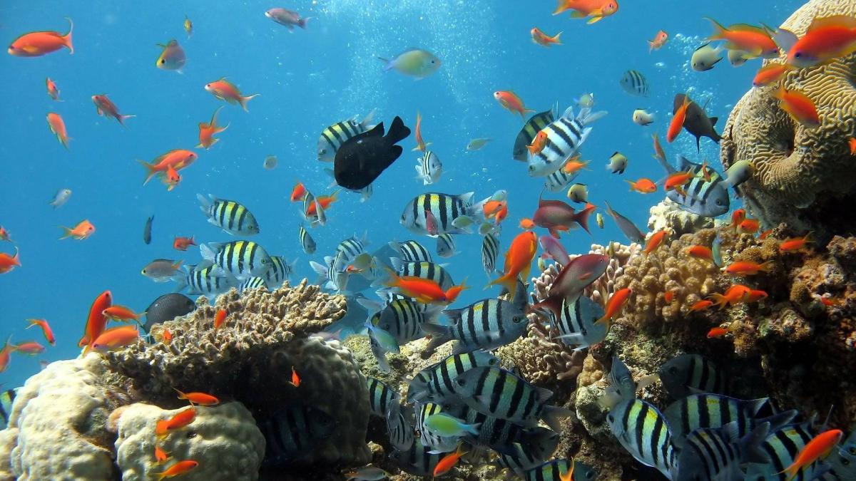 Informe advierte que la protección de los océanos no avanza al ritmo necesario para cumplir la meta de 2030