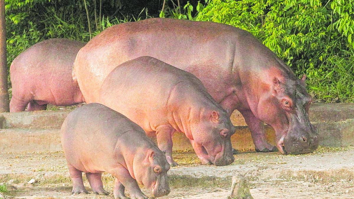 Entidad que propuso llevar a los hipopótamos de Pablo Escobar a otros países desmintió a MinAmbiente y pidió no sacrificar a 80 ejemplares