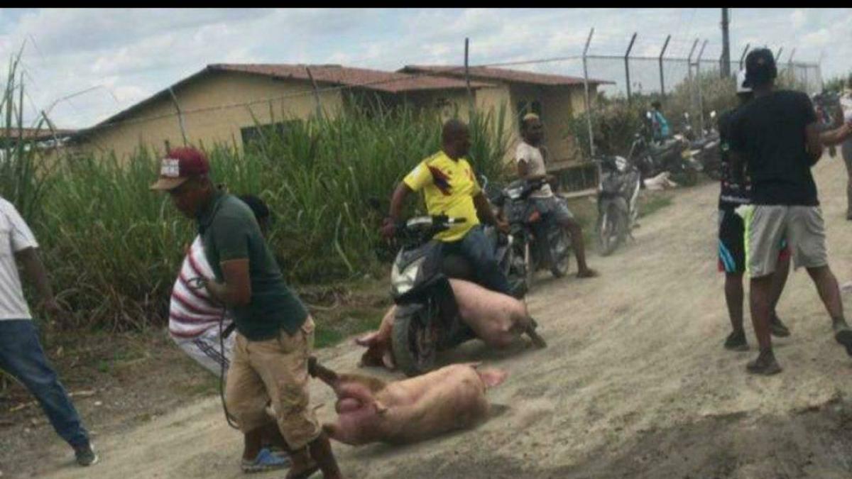 Investigan presunto robo de animales en una granja