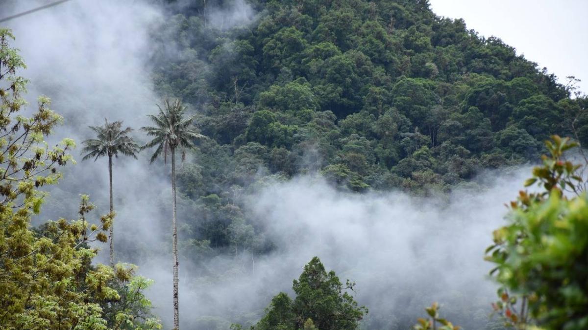 Estudio revela que pagar por conservar el bosque sí funciona, pero no alcanza para frenar la deforestación en la Amazonia colombiana