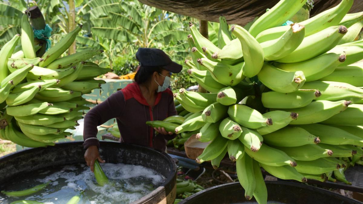 Gremio bananero de Magdalena y La Guajira pide prudencia en la crisis con Estados Unidos y advierte riesgo para el empleo rural del Caribe