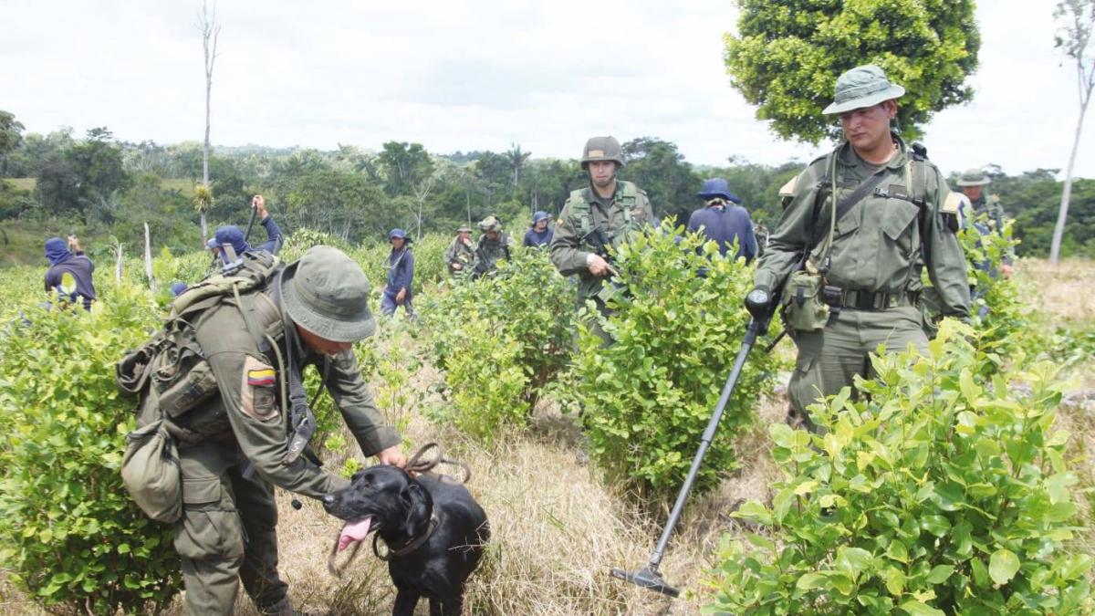 Cultivos de coca en Colombia se dispararon en 2021 informe Simci