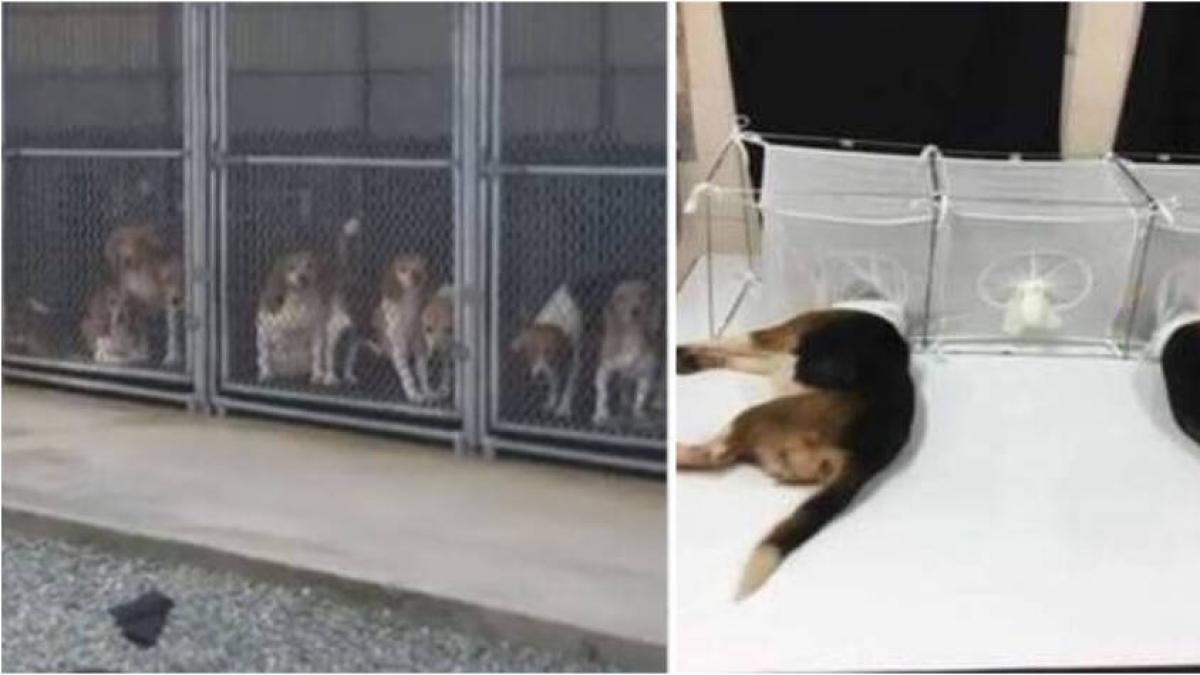 Beagle Gate: experimentos con perros denunciados en Estados Unidos