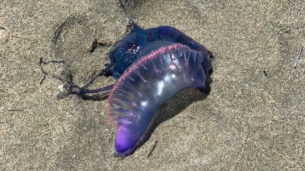 Hallazgo de 35 fragatas portuguesas en una playa del Atlántico enciende las alarmas: 'nadie debe tocarlas, ni siquiera con palos'