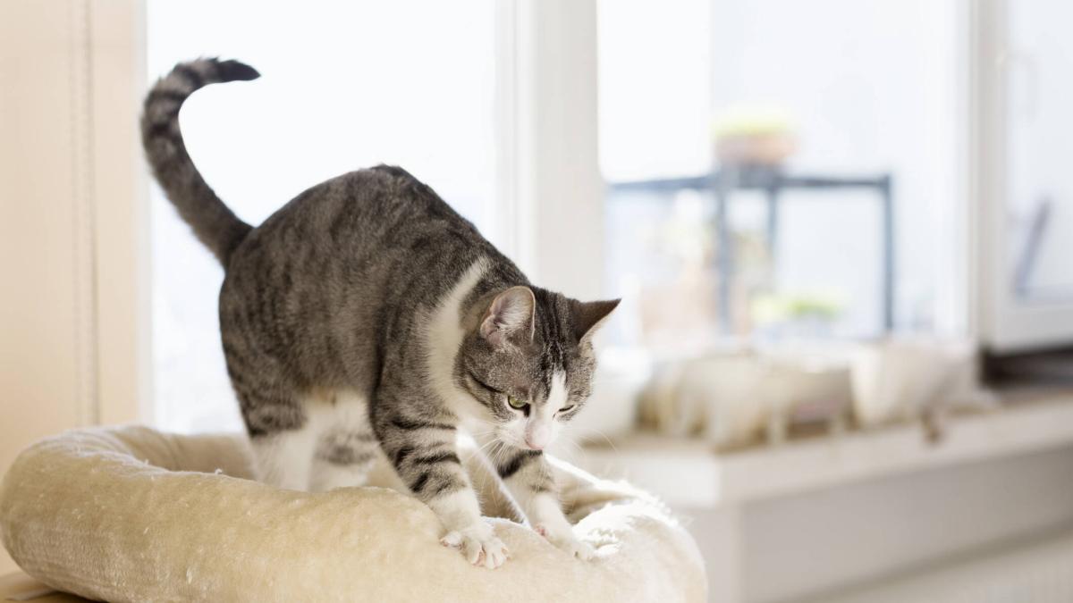 ¿Por qué los gatos amasan con las patas? No siempre es por felicidad, según especialistas