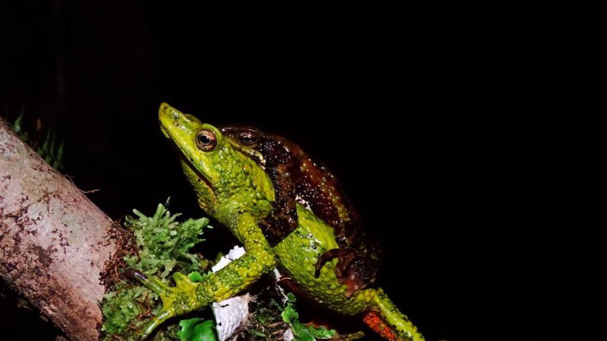 Magdalena: estudio sobre las ranas en la Sierra Nevada de Santa Marta