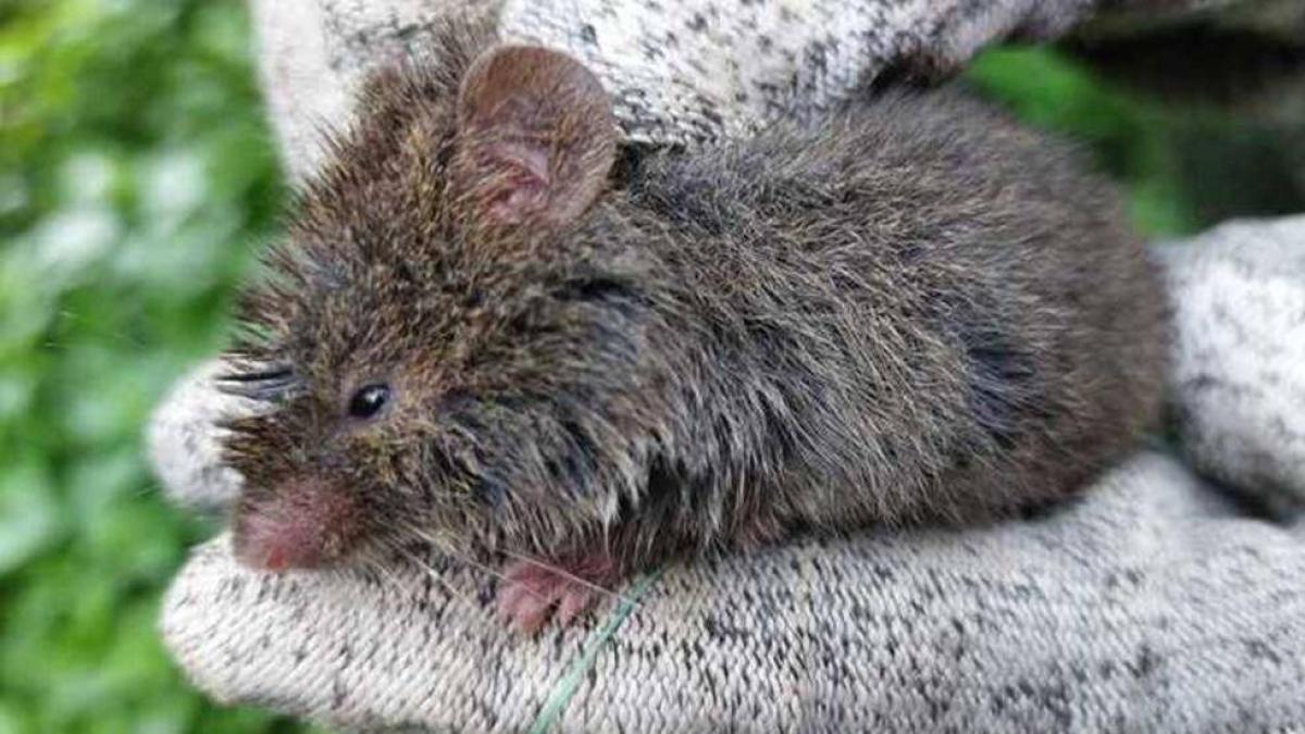Ratón arrocero: se registra por primera vez en el humedal de Bogotá