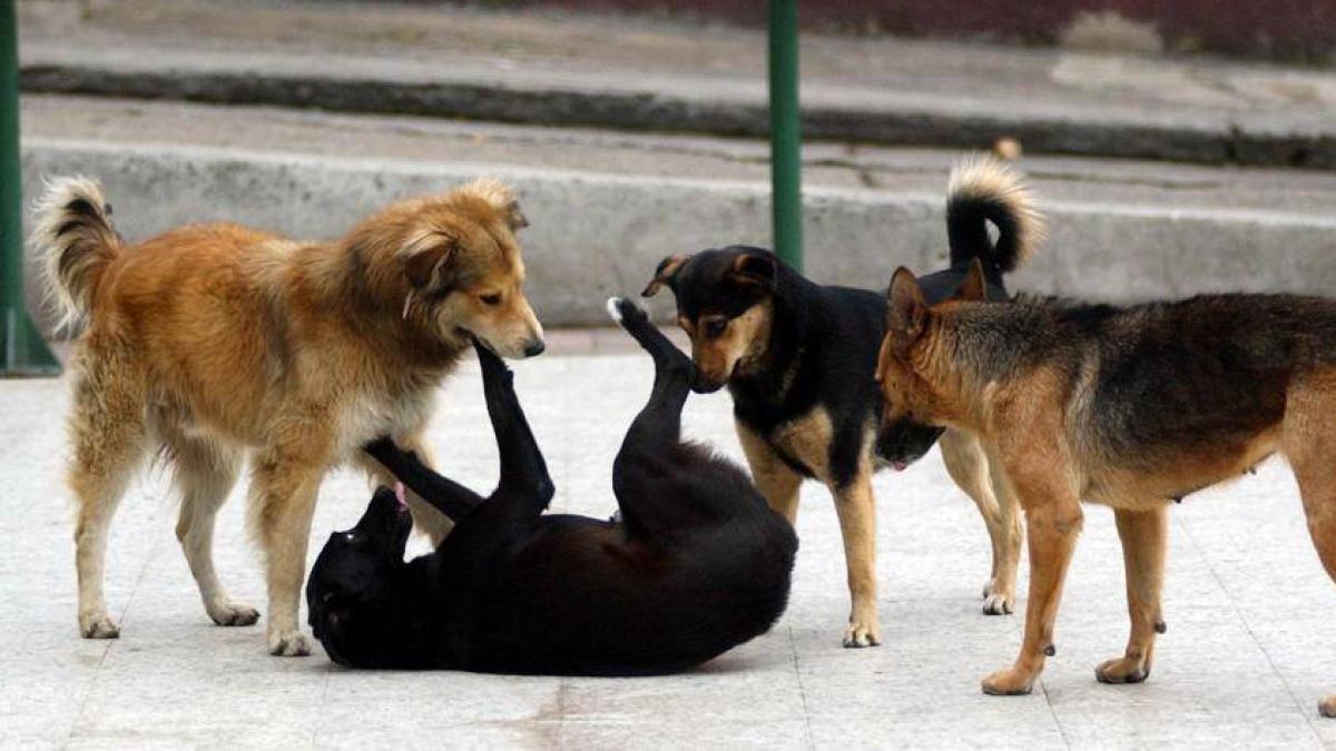 300 perros y gatos en Cali, en riesgo de quedar en la calle
