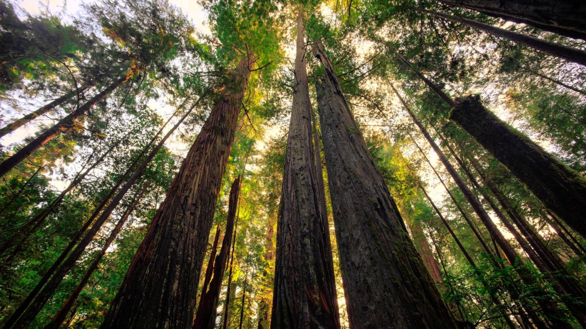 El árbol torcido y el árbol recto: la vieja parábola china que hoy se lee como una lección de bienestar