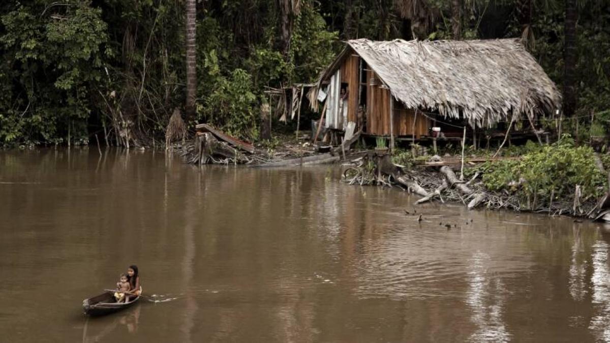 El cambio climático pone en riesgo la memoria ancestral de la Amazonia: hasta un tercio de las plantas usadas por pueblos indígenas podría desaparecer