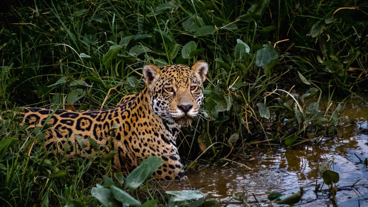 Video | Polémica y rechazo a posible cazador de un jaguar en Valle: el hombre quería matarlo; lo que se sabe del caso ocurrido en zona de Buenaventura