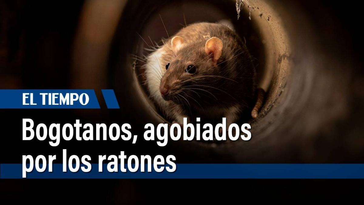 Residuos: la policía ha impuesto más de 700 comparendos por mal manejo