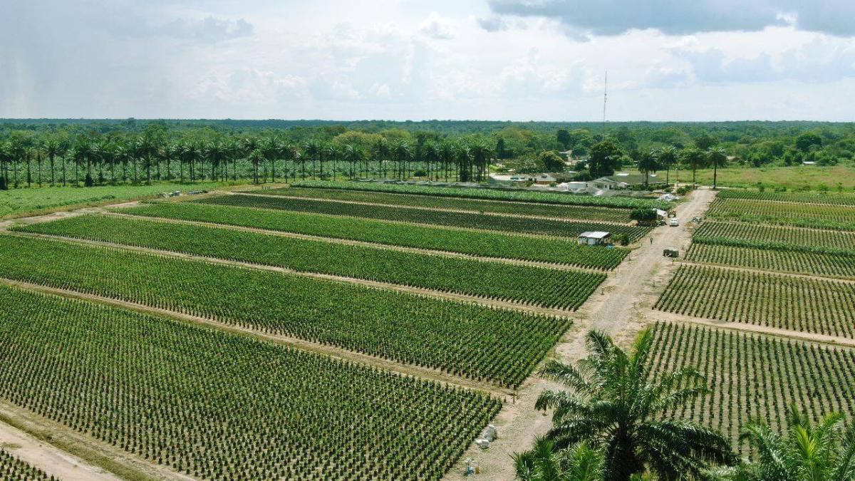 Buscan transformar la producción agropecuaria de la Orinoquía para proteger agua y biodiversidad