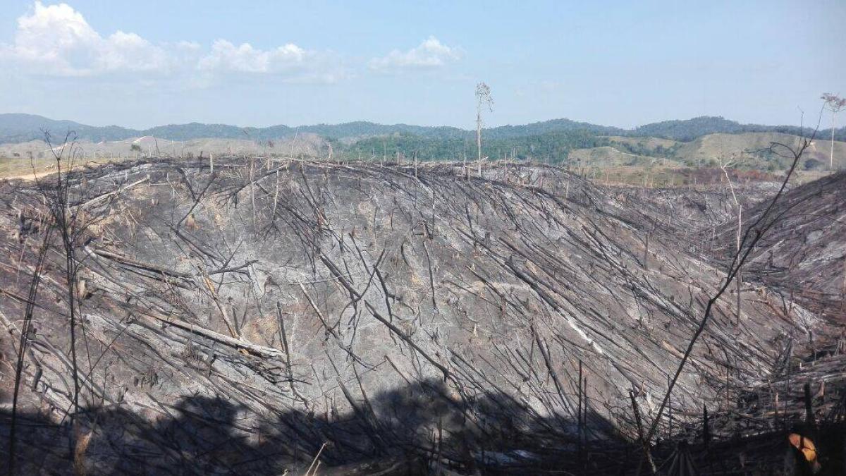 Deforestación, sin control