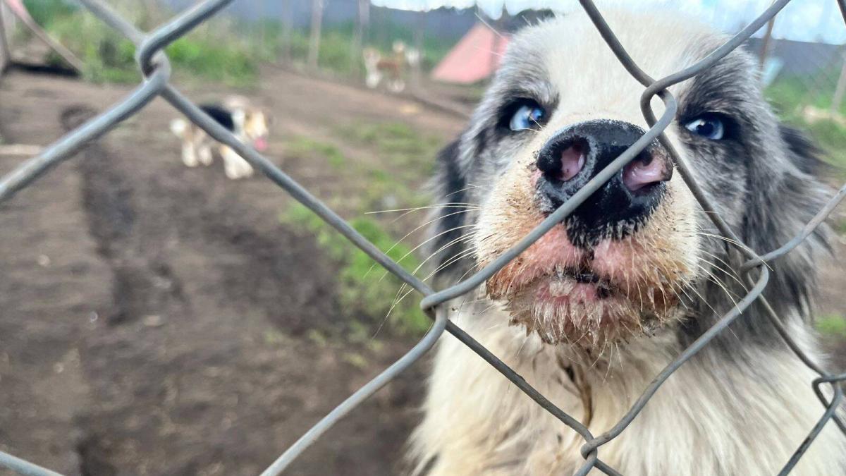 Maltrato animal: multan criadero canino en Cundinamarca con 900 millones