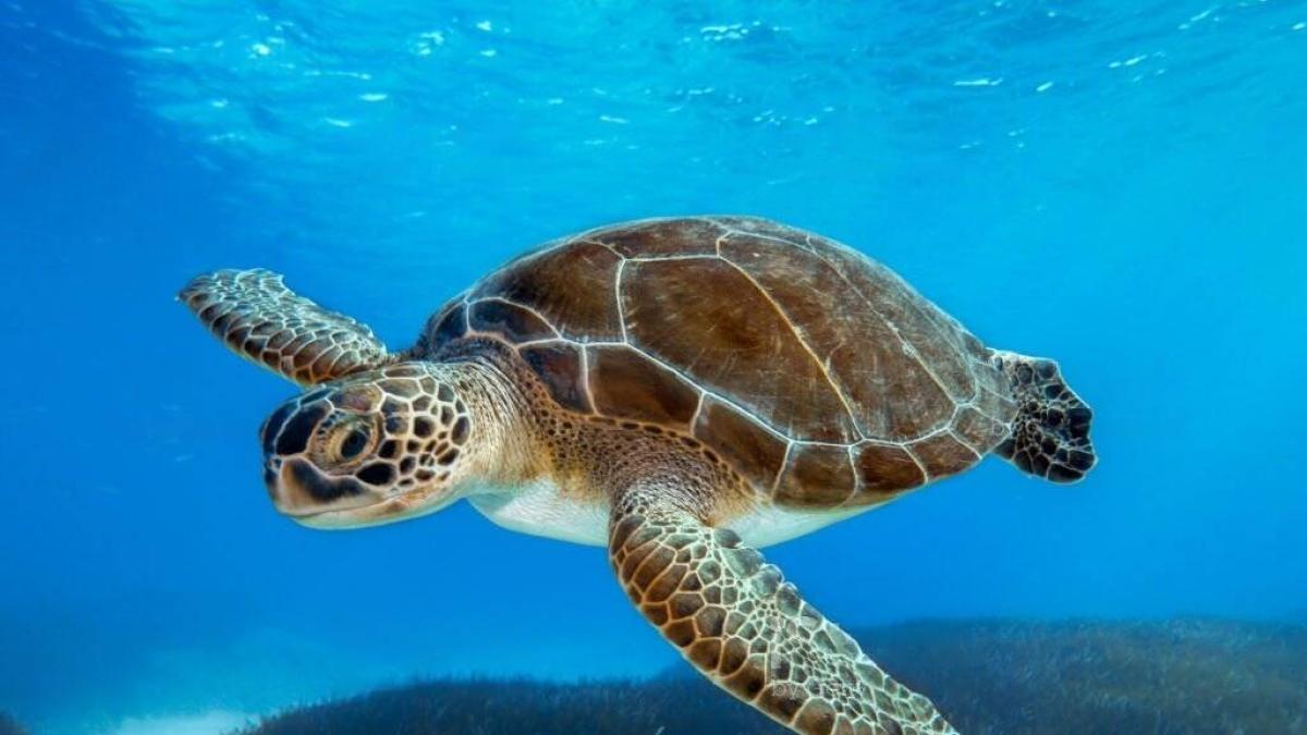 Tortugas: datos curiosos sobre estos reptiles