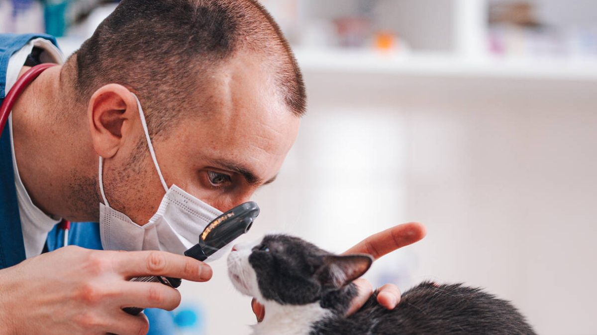 Chequeos veterinarios: por qué las mascotas también necesitan controles aunque no tengan síntomas