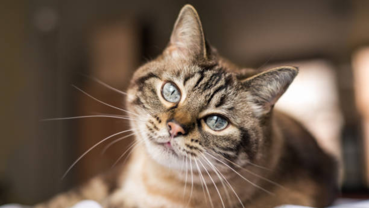 Esto dicen los expertos sobre cómo un gato elige a su persona favorita