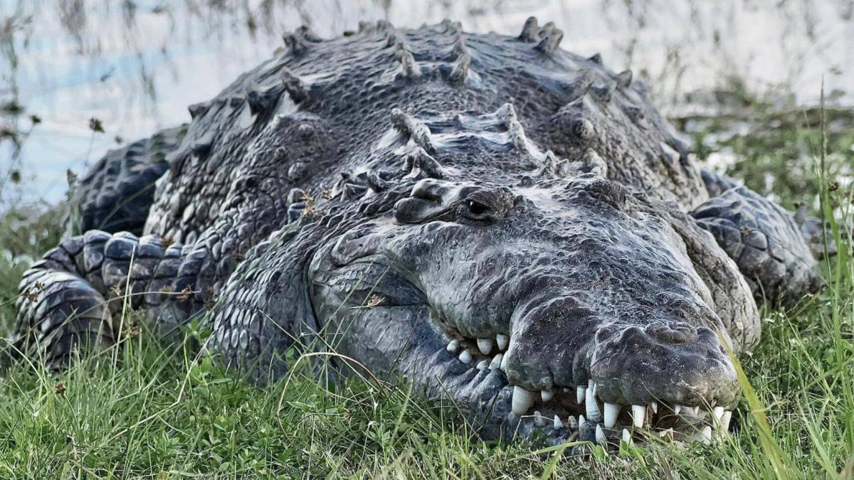 Croczilla, el cocodrilo de 4 metros que se volvió una celebridad en Florida