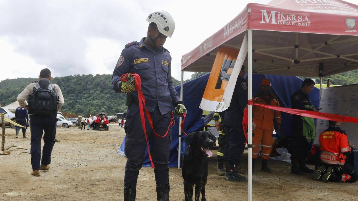 Tragedia de Chocó: lucas, el perro que sobrevivió dos días bajo tierra