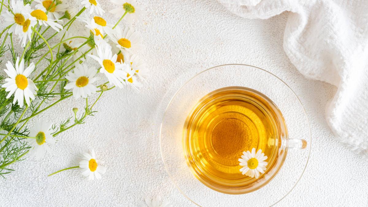 ¿Qué diferencia hay entre el té y la infusión de manzanilla? Esto es lo ...