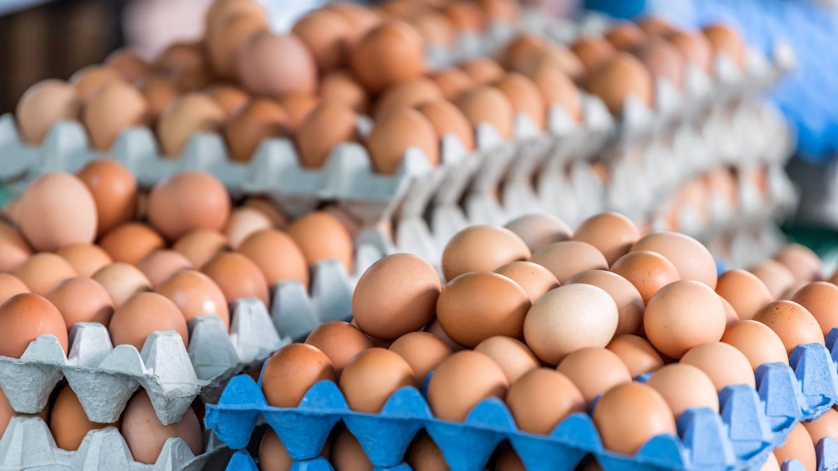 Colombia rompe cifra de producción de huevo y supera el consumo de uno diario: Santander lidera la producción avícola, así están las cifras