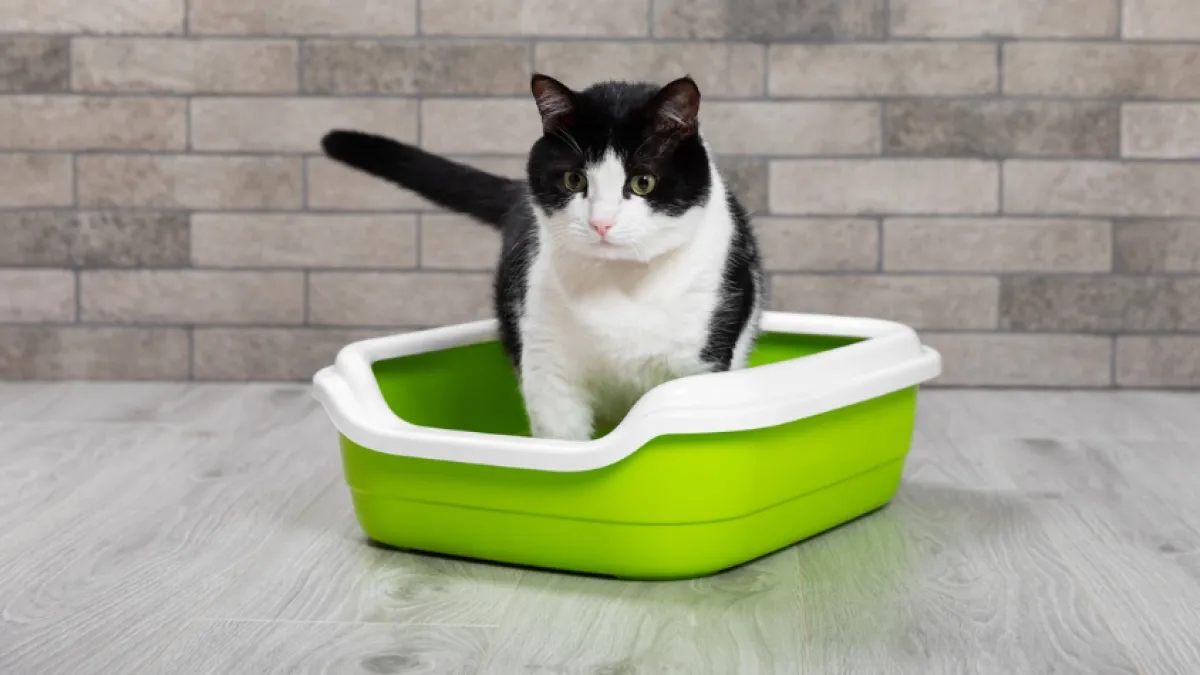 ¿Por qué los gatos dejan de usar el arenero? Estas son las señales que no debe ignorar