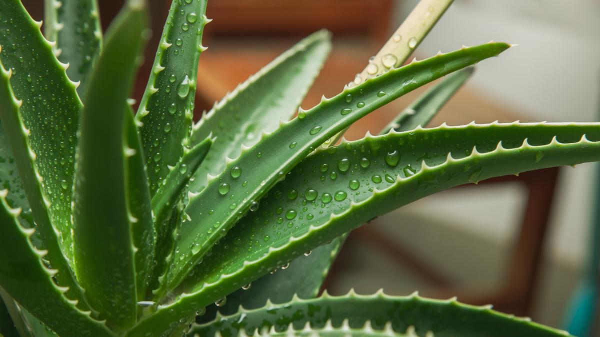 El milagro de la sábila: Preparación casera de crema de Aloe Vera para el cuidado del rostro