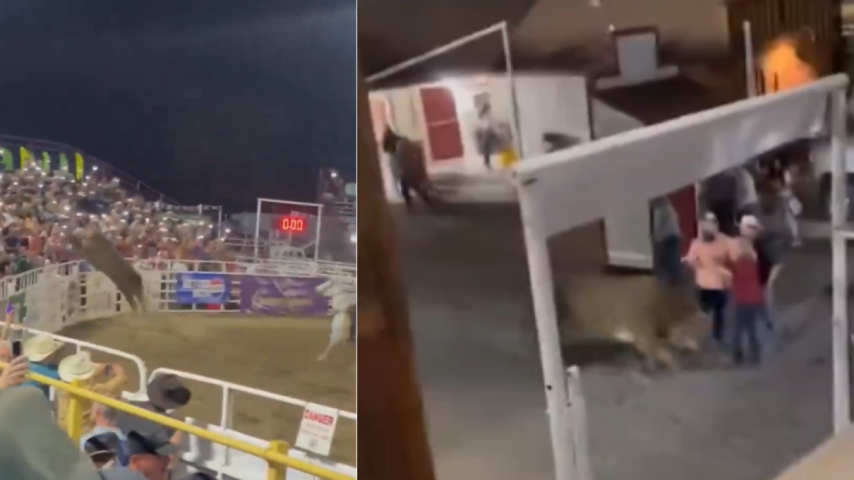 Video muestra el momento exacto cuando un toro salta las vallas y ...