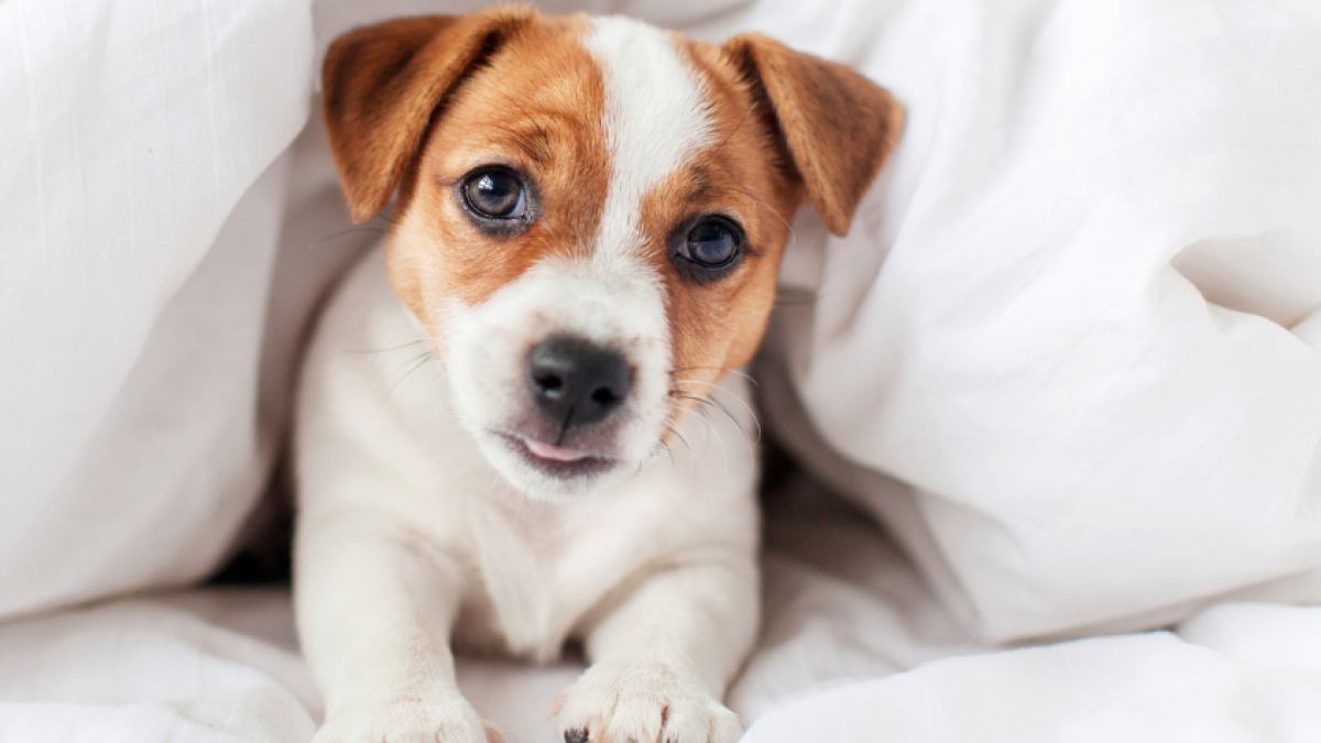 ¿Pueden hablar los perros? Los pasos que está dando la ciencia para averiguarlo
