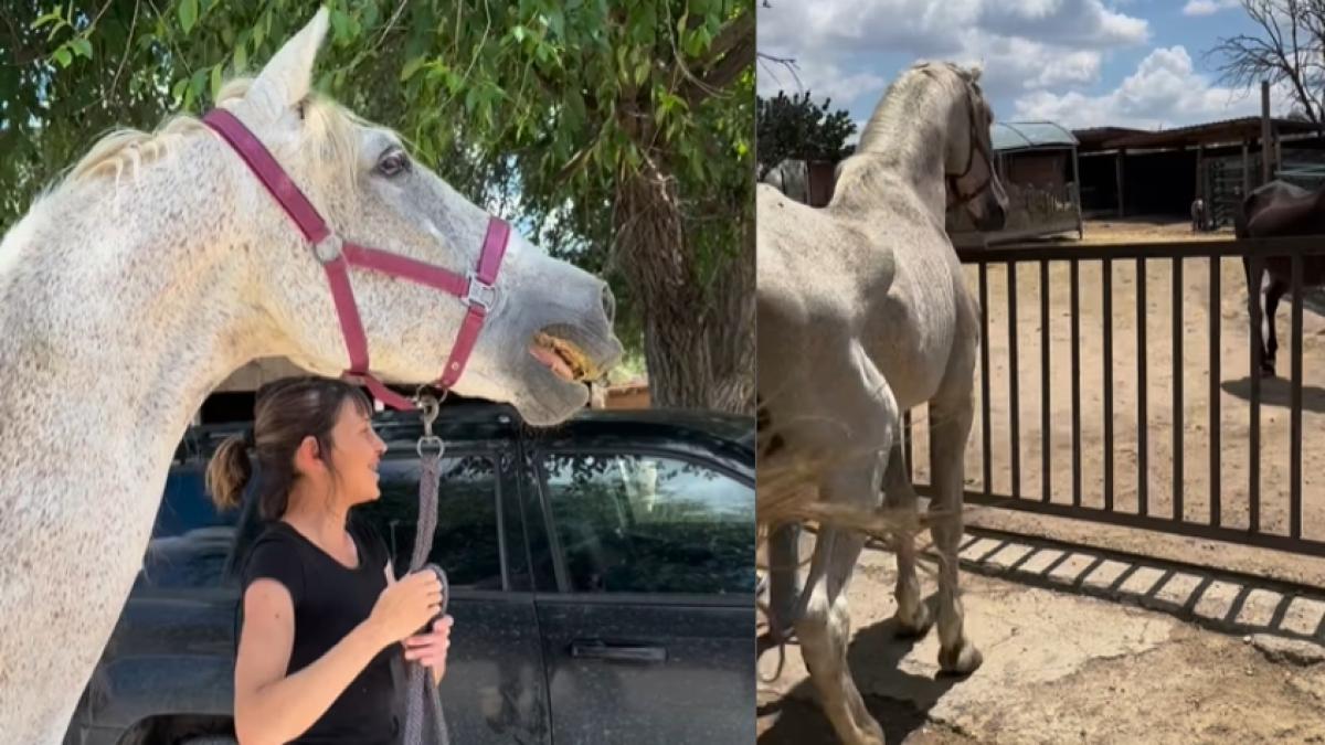 Video muestra la reacción de un caballo maltratado que llega a su refugio  tras ser rescatado