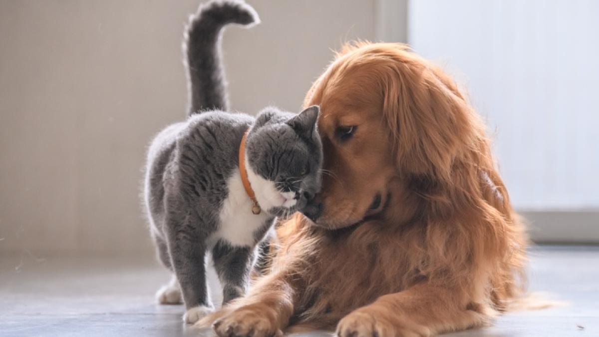 ¿Tiene mascota? Habrá 2.000 cupos en jornadas de esterilización para perros y gatos en septiembre