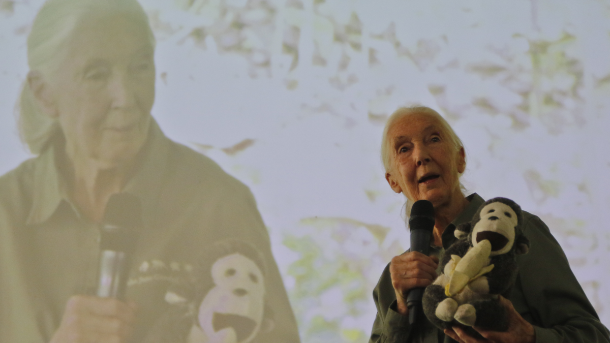 Revelan una de las últimas entrevistas de Jane Goodall, pionera en el estudio de los chimpancés, que pidió publicar después de su muerte