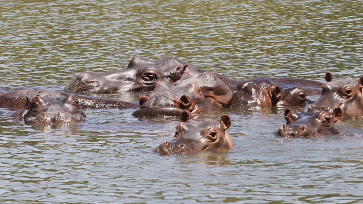 El capricho de Pablo Escobar que se volvió plaga: la monumental y caótica historia de los hipopótamos en Antioquia