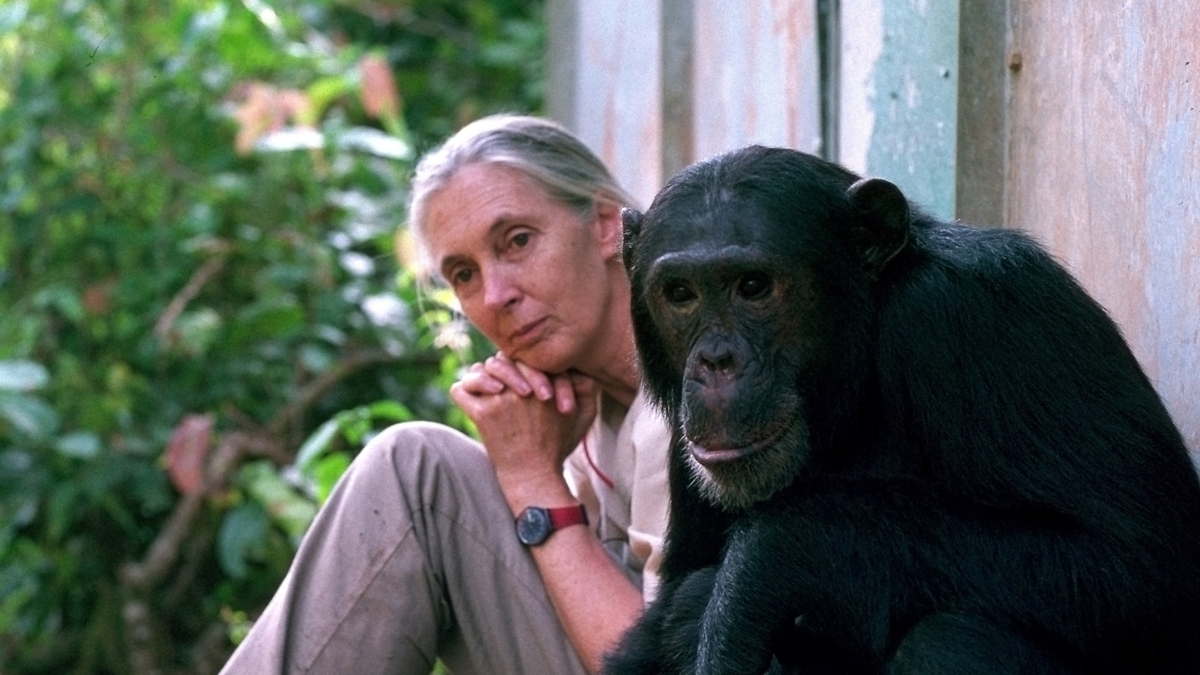 Muere Jane Goodall, pionera en el estudio de los chimpancés y referente mundial en la lucha ambiental