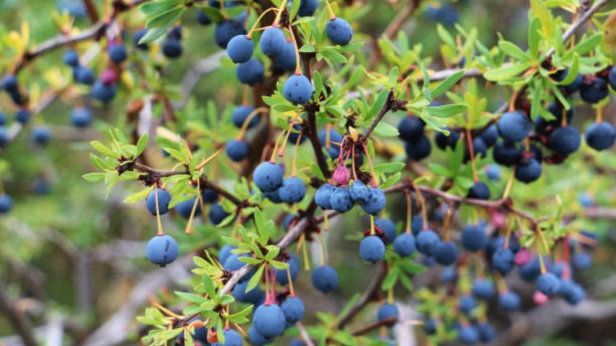 Experta en jardinería reveló el truco casero para que un árbol empiece a dar frutos: conozca en qué consiste y qué debe tener en cuenta