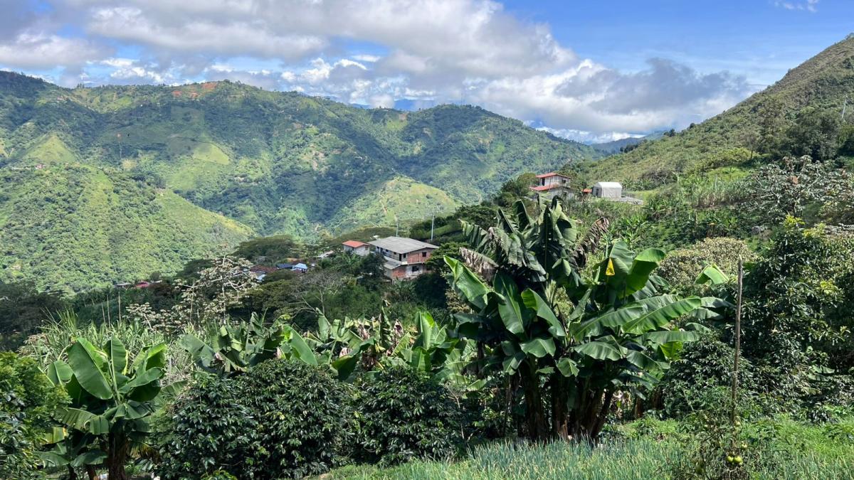 Así se desarrollaron las elecciones cafeteras: más del 55 por ciento del censo cafetero se presentó a las urnas pese al terremoto.